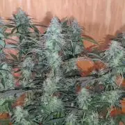 Kitsune Kush Auto First Edition from Zamnesia, Wintergrow Indoor