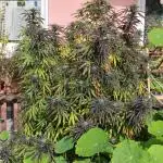 ROOTIES outdoor summer grow 2025