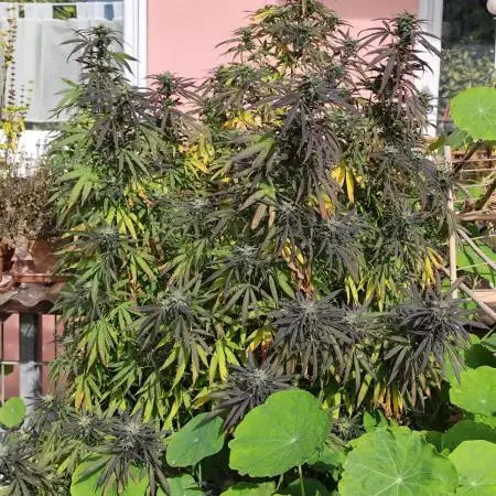 ROOTIES outdoor summer grow 2025