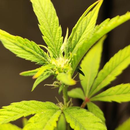 Membrana Hyper Autofem von VIP Seeds