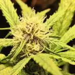 Blueberry Challenge Zammi / Sensi Seeds