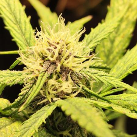 Blueberry Challenge Zammi / Sensi Seeds