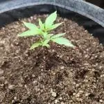Membrana Hyper Autofem von VIP Seeds