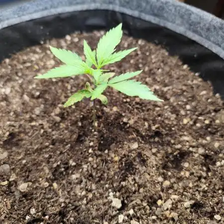 Membrana Hyper Autofem von VIP Seeds