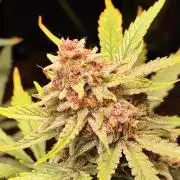 Gorilla Cookies Auto von 2Fast4Buds