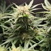 Green Gelato Automatic von Royal Queen Seeds