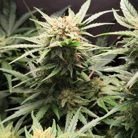 Green Gelato Automatic von Royal Queen Seeds
