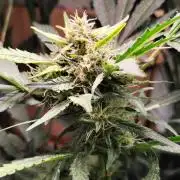 Frostbanger Auto F3 von 2Fast4Buds