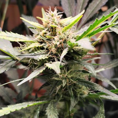 Frostbanger Auto F3 von 2Fast4Buds
