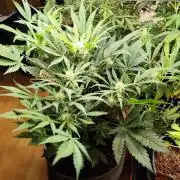 Lemon Cherry Cookies Auto von FastBuds