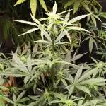 Z-Up Automatic von FastBuds