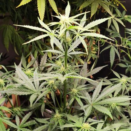 Z-Up Automatic von FastBuds