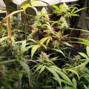 Rainbow Sherbet Automatic von Zamnesia