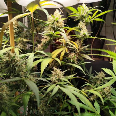 Rainbow Sherbet Automatic von Zamnesia