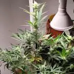 Rainbow Sherbet Automatic von Zamnesia