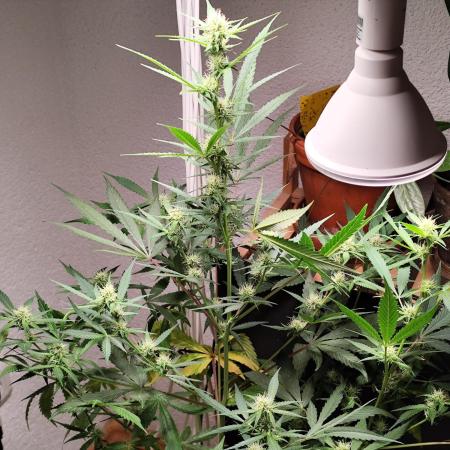 Rainbow Sherbet Automatic von Zamnesia