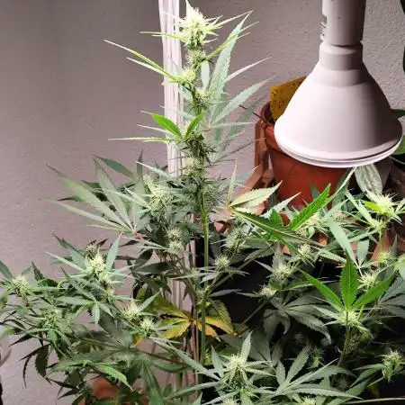 Rainbow Sherbet Automatic von Zamnesia