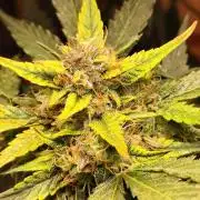 Frostbanger Auto F3 von 2Fast4Buds
