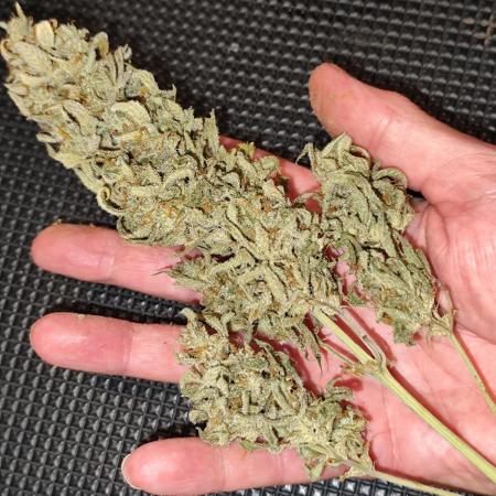 Sunset Sherbet Automatic von Zamnesia Seeds
