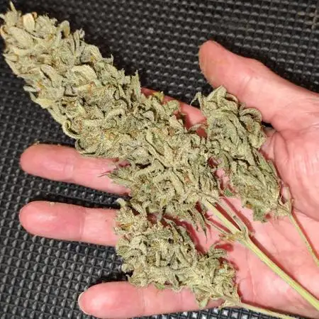 Sunset Sherbet Automatic von Zamnesia Seeds