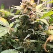Cafe Racer Autoflower von Blimburn Seeds