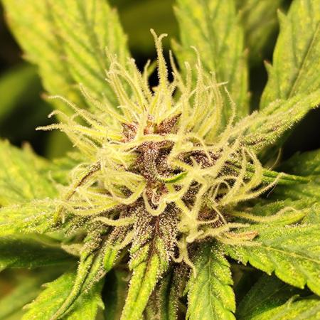 Blueberry Challenge Zammi / Sensi Seeds