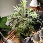 Rainbow Sherbet Automatic von Zamnesia