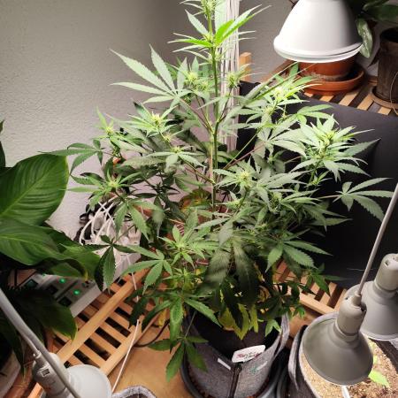 Rainbow Sherbet Automatic von Zamnesia