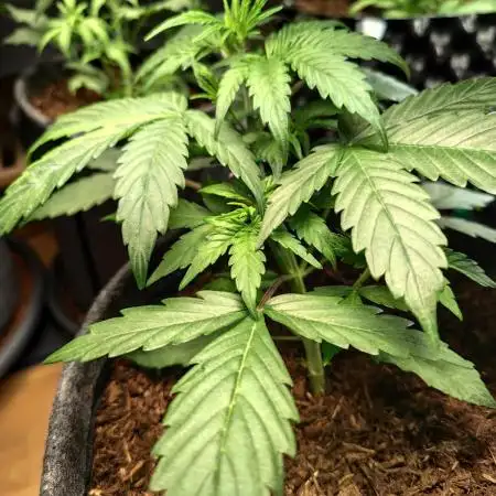 Blueberry Challenge Zammi / Sensi Seeds