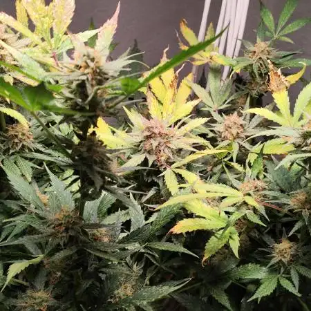 Cafe Racer Autoflower von Blimburn Seeds