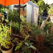 Greenhouse Summer Outdoor Grow 2026