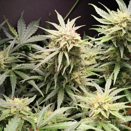 Green Gelato Automatic von Royal Queen Seeds
