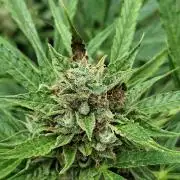 Auto Jack  von Paradise Seeds