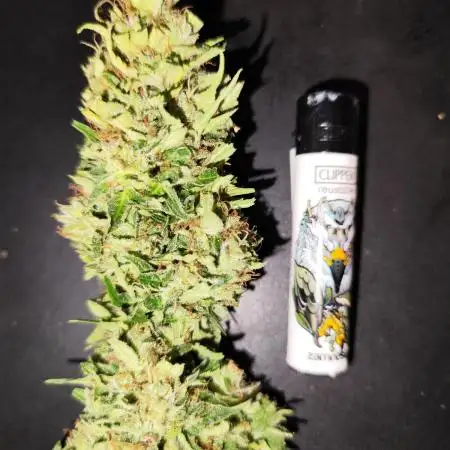 Auto Jack  von Paradise Seeds