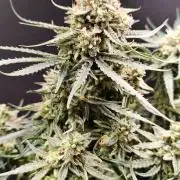 Orion F1 Automatic von Royal Queen Seeds