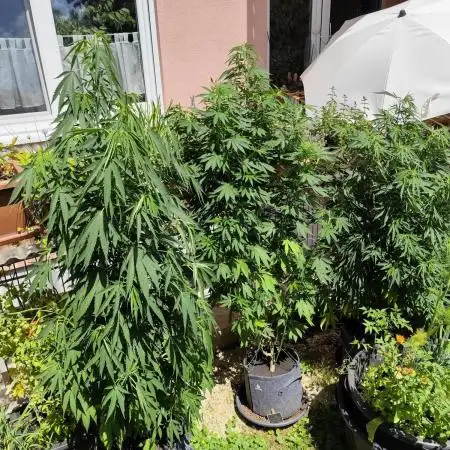 ROOTIES outdoor summer grow 2025