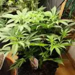 Tangerine Dream Automatic von Zamnesia