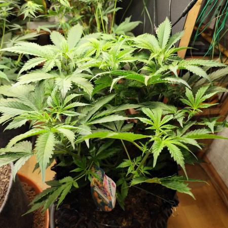 Tangerine Dream Automatic von Zamnesia