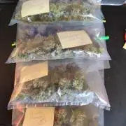 Rainbow Sherbet Automatic von Zamnesia