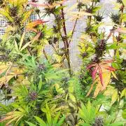 Greenhouse Summer Outdoor Grow 2026