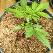 Lemon Cherry Cookies Auto von FastBuds