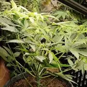 Lemon Cherry Cookies Auto von FastBuds