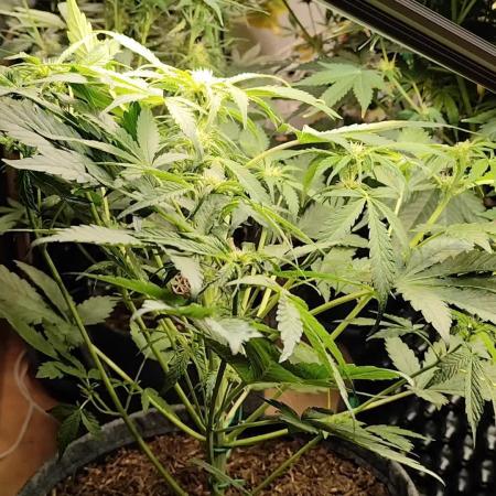 Lemon Cherry Cookies Auto von FastBuds