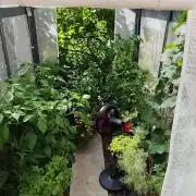 Greenhouse Summer Outdoor Grow 2026