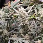 Forbidden Runtz double XL Auto Grower's
