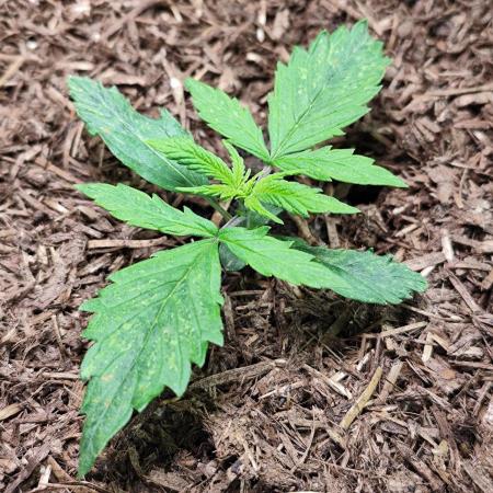Blueberry Challenge Zammi / Sensi Seeds