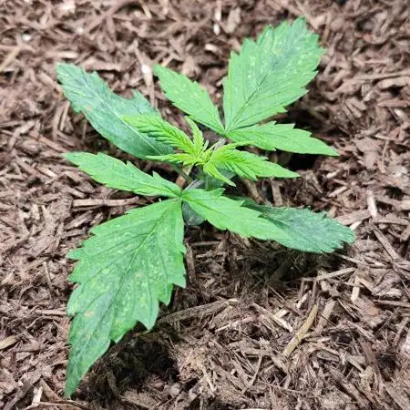 Blueberry Challenge Zammi / Sensi Seeds