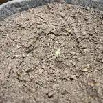 Blueberry Challenge Zammi / Sensi Seeds