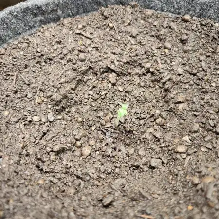 Blueberry Challenge Zammi / Sensi Seeds