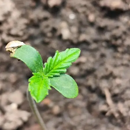 Orange Sherbet Auto von 2Fast4Buds